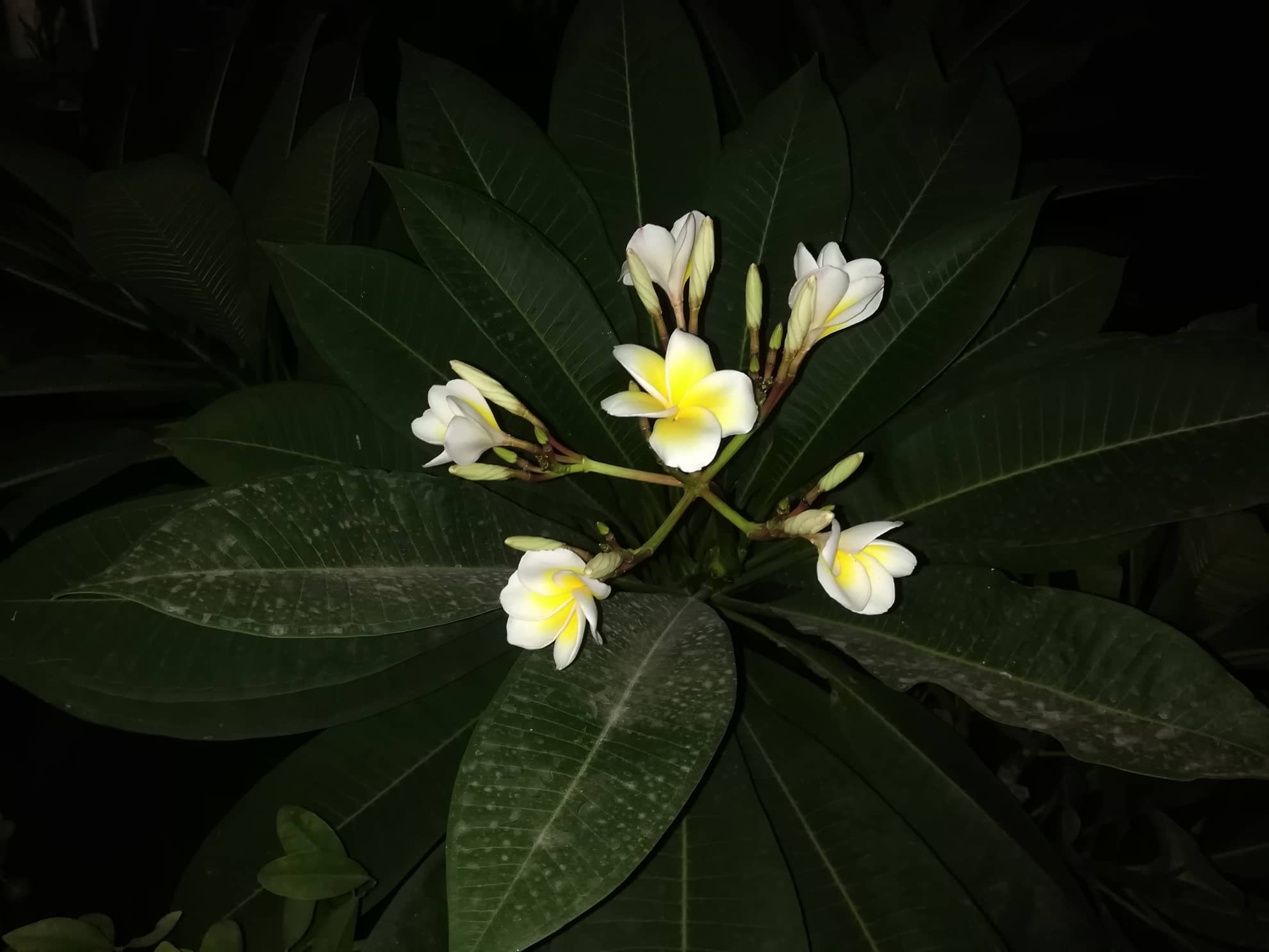 Hawaiian Plumeria Flowers