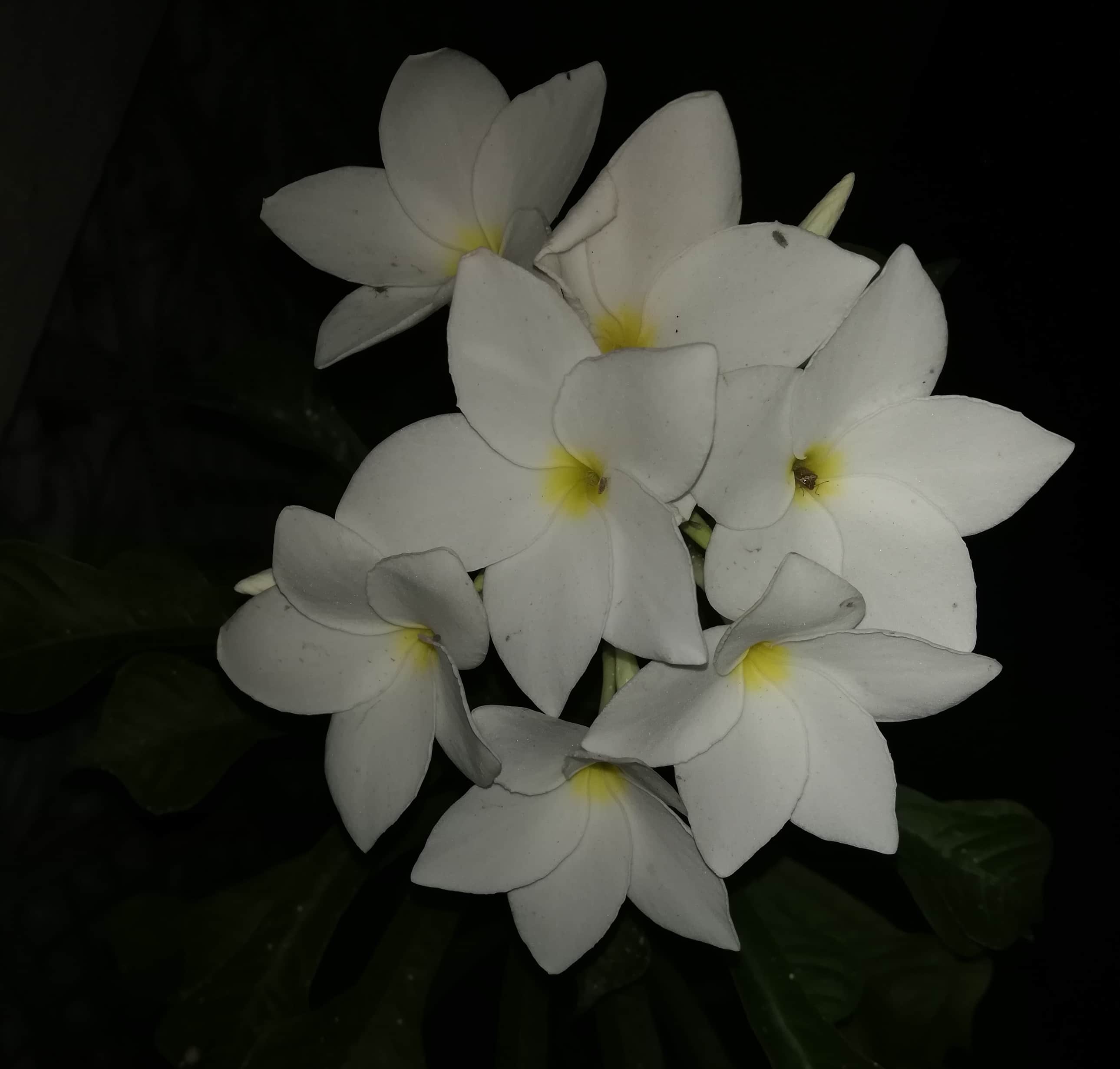 Plumeria White and Yellow Flowers