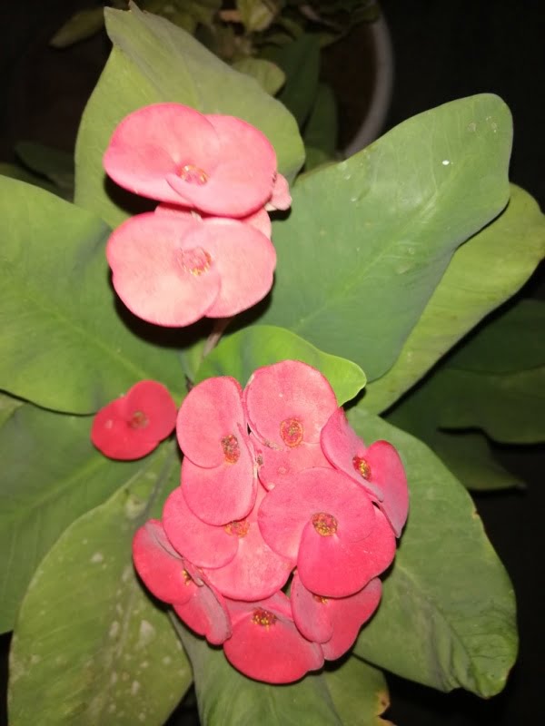 beautiful pink Flowers 