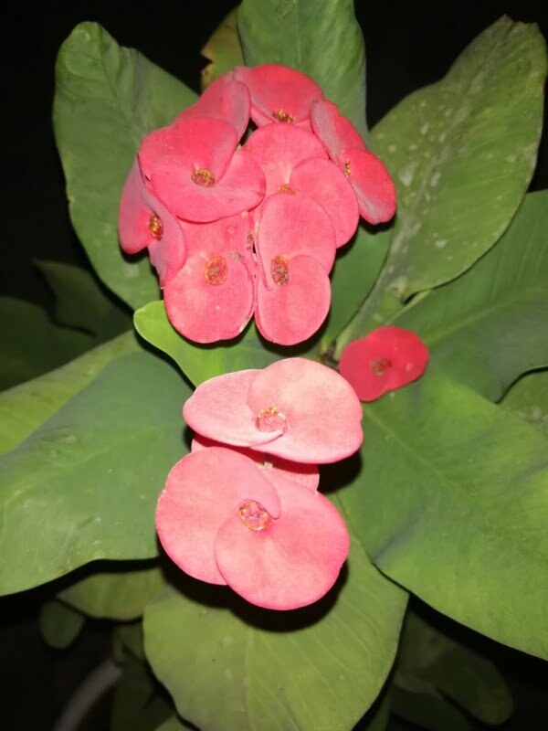 Beautiful Red Pink Flowers