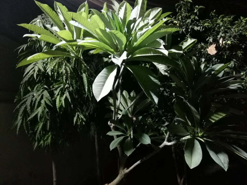 Green Plants Image In night view