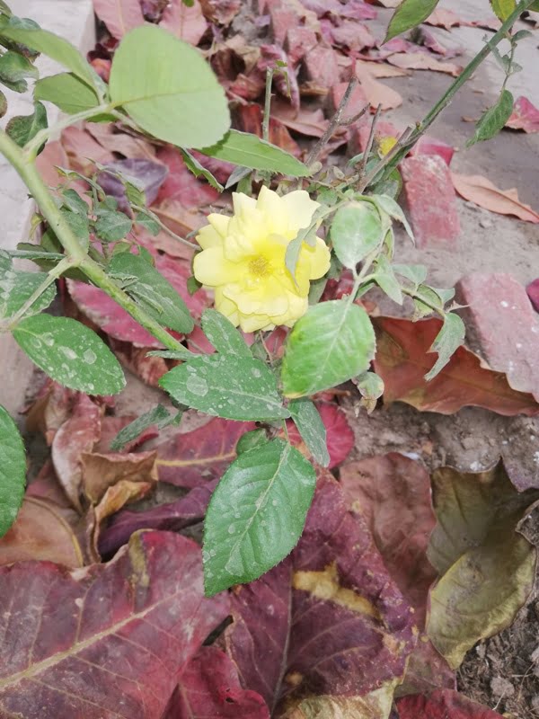 Beautiful Yellow Rose
Yellow Roses