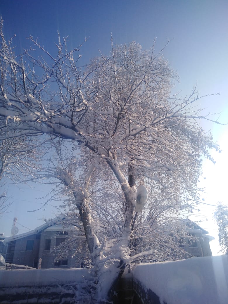 Snow covered tree snowflake