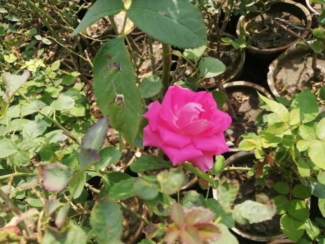 beautiful rose
pink rose meaning