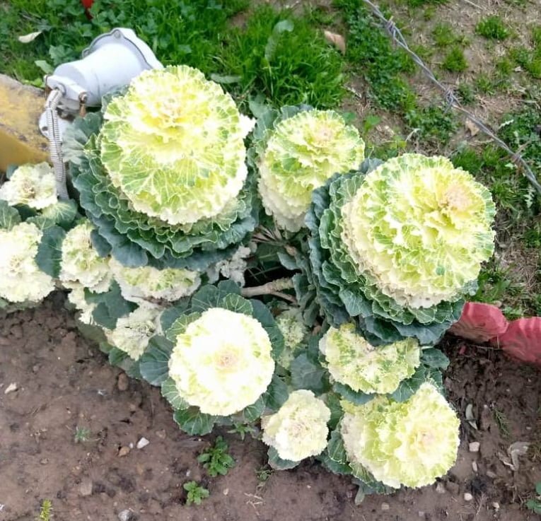 Brassica oleracea plant flower