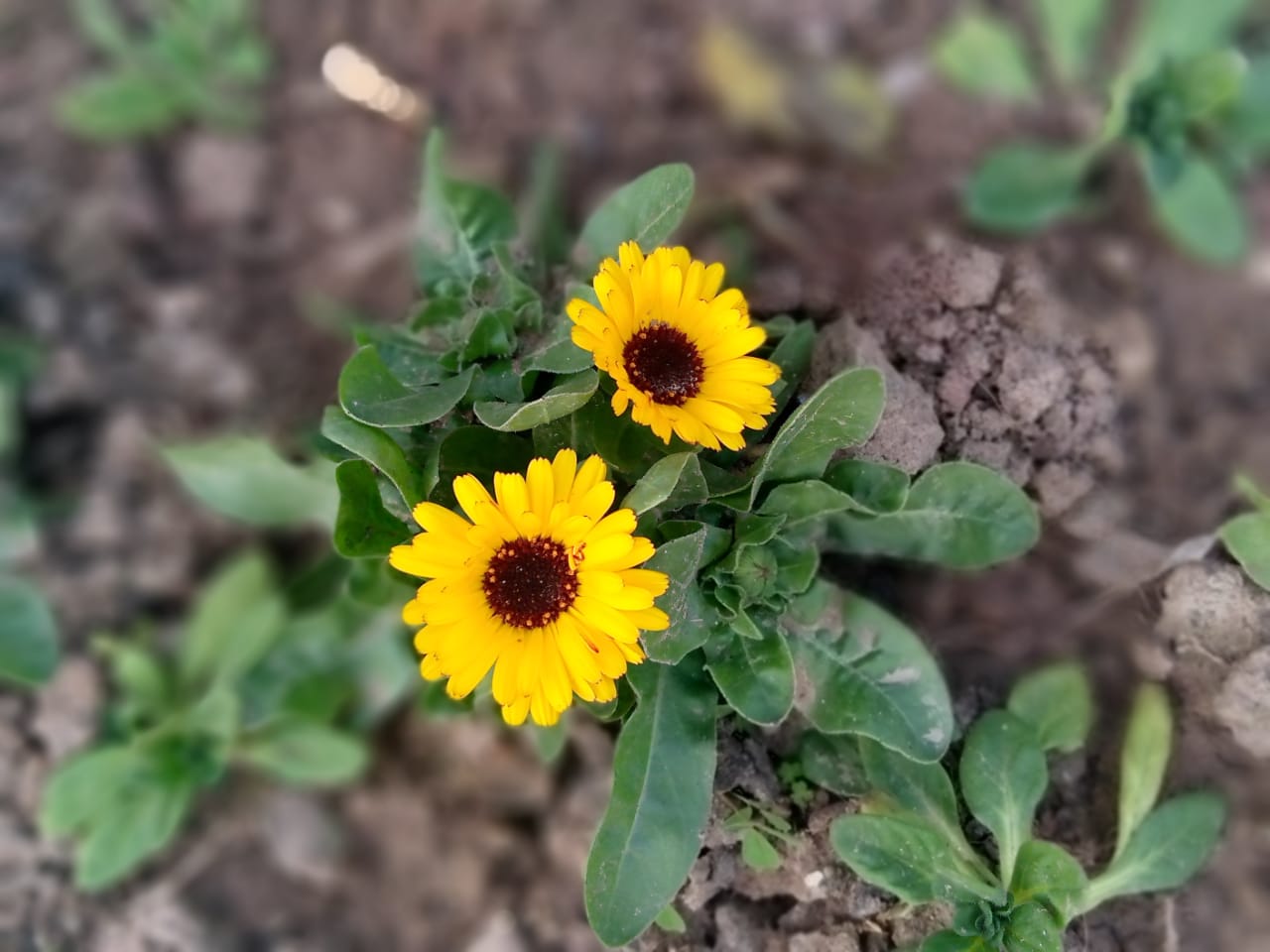 Yellow Daisy flowers