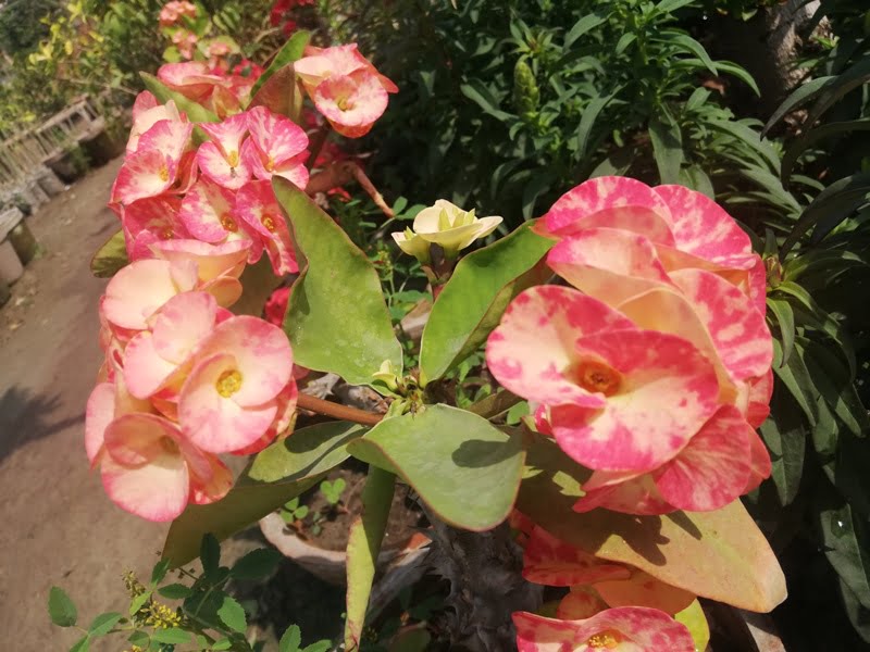 Euphorbia milii is the scientific name of Crown of Thorns