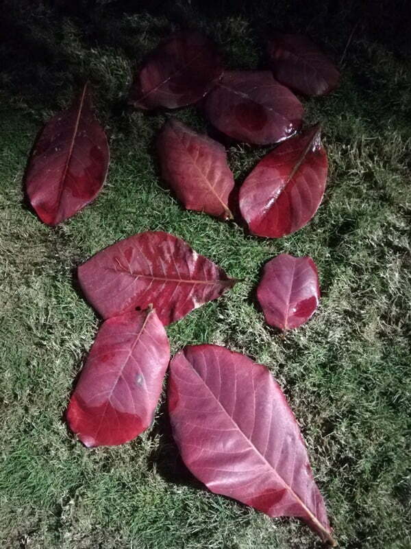 Scattered leaves night photography