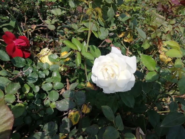 White Rose
white rose meaning