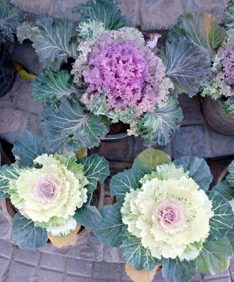 wild cabbage flower