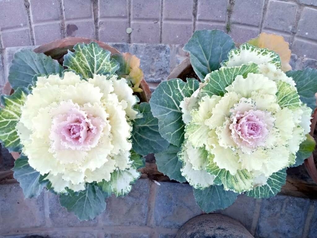 wild cabbage flowers