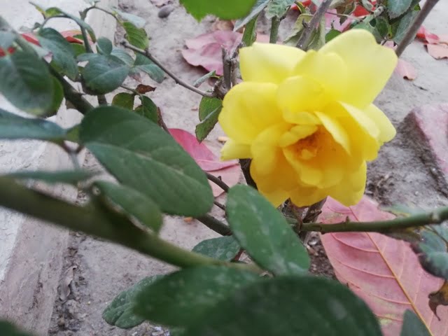 Yellow rose Flower