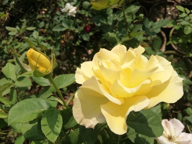 yellow rose in Texas
