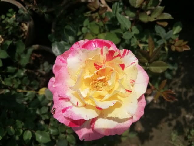 yellow rose of Texas