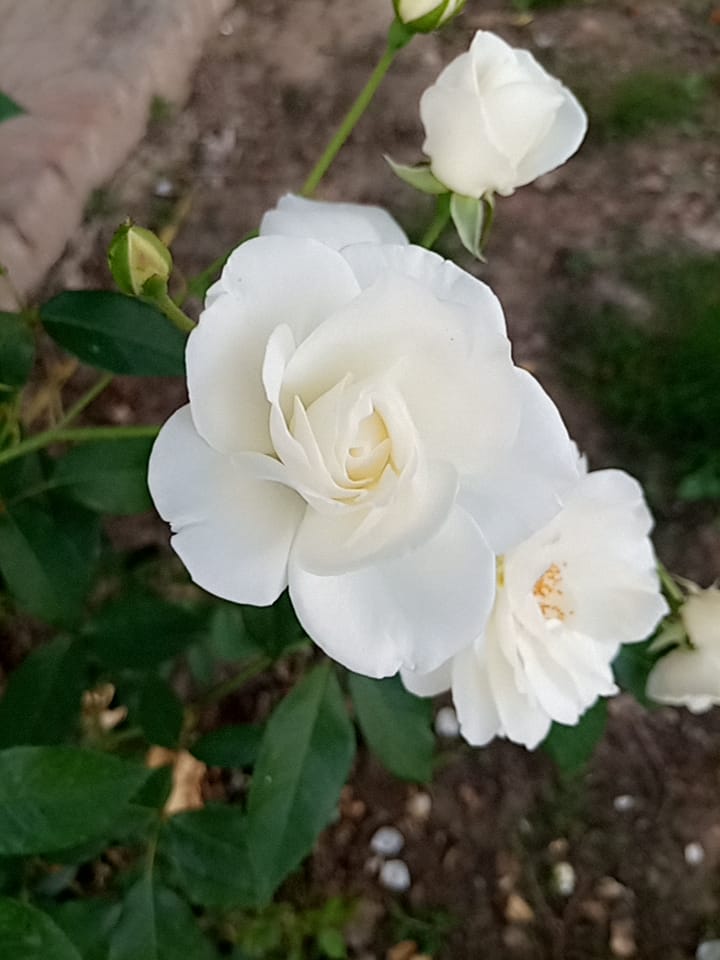 Beautiful White Rose bouquet