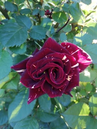 Dark maroon rose flower