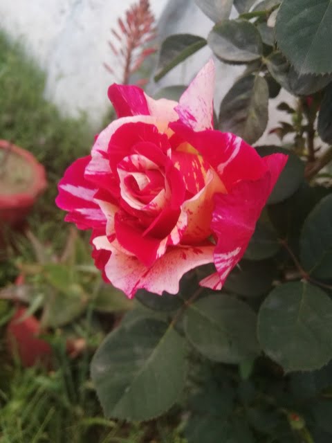 rose flower photos love