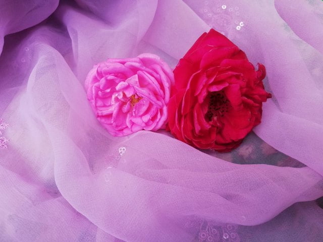 Most Beautiful Pictures of Roses