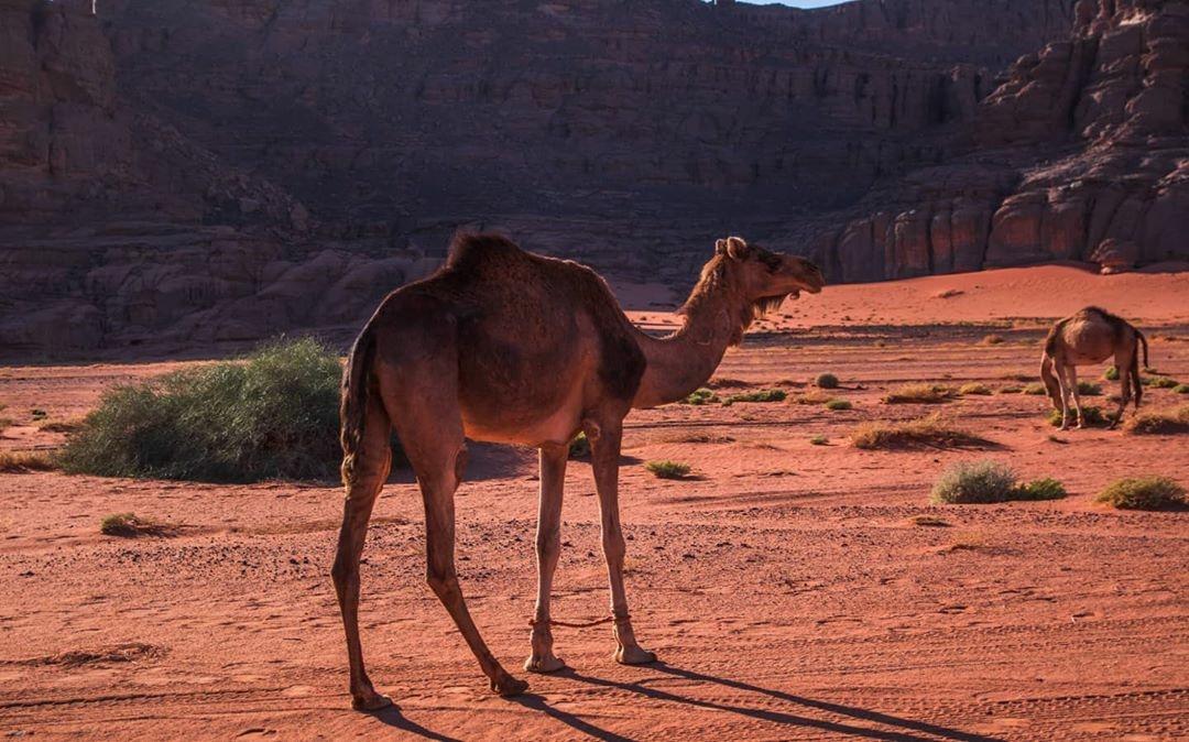 Camels in the Desert