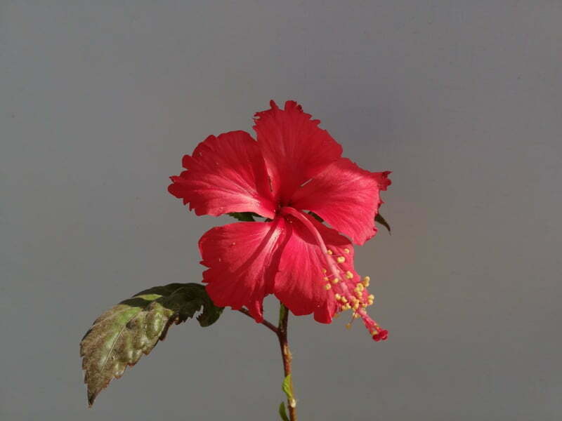 Hibiscus Rosa-sinensis