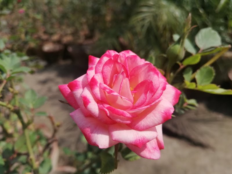 Pink White Rose Flower