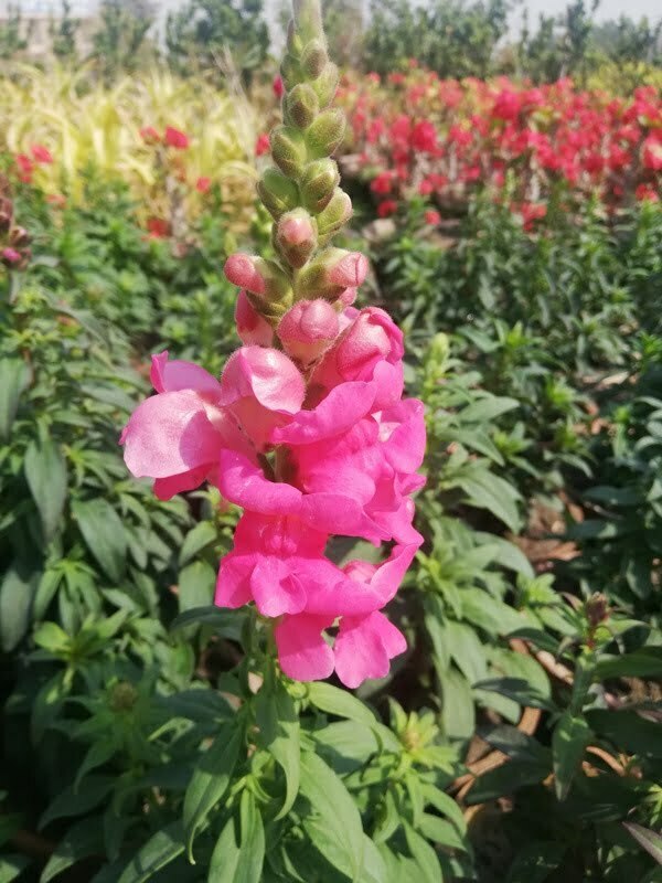 Pink gladiolus flowers