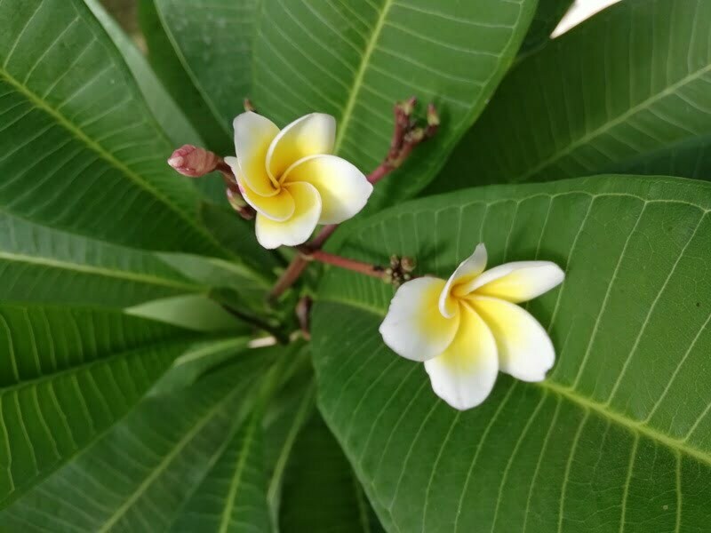 Plumeria alba Flowers