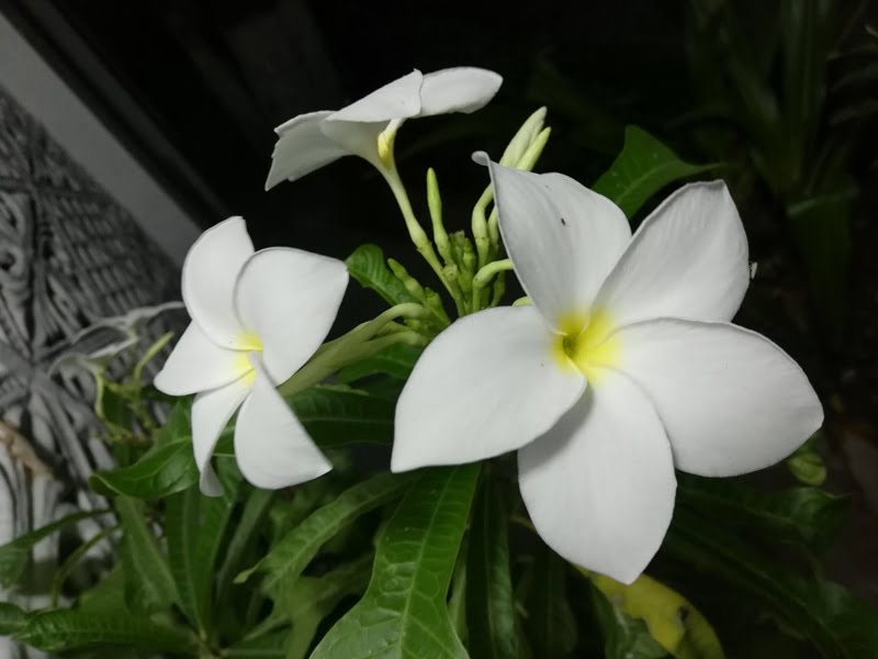 white garden flowers,
small white flowers with yellow center