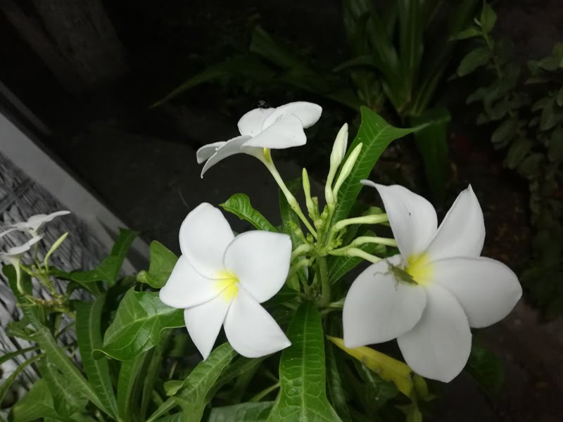 white flower names