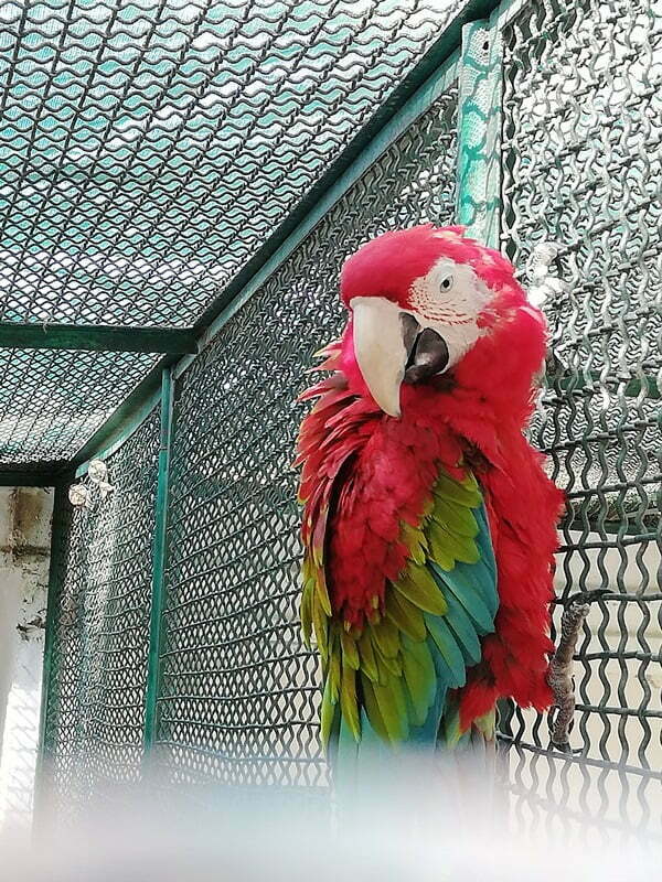 image of parrot