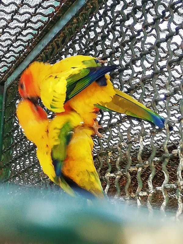 images of parrots