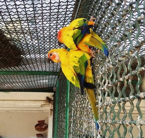 parrot photos