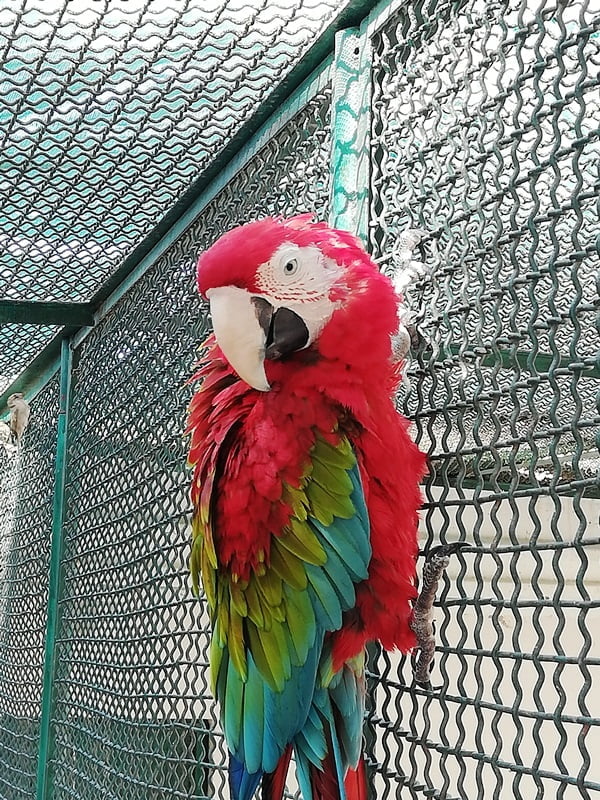parrots image