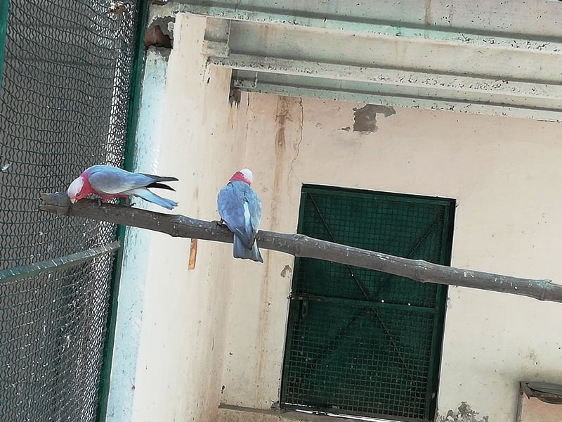 parrots pictures